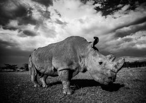 Image post by @robertirwinphotography on Instagram