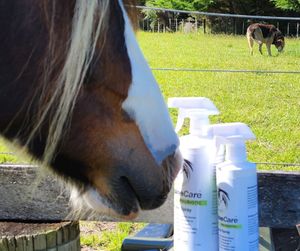 Image post by @equinecareprobiotic on Instagram