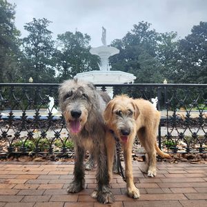 Image post by @thesavannahwolfhound on Instagram