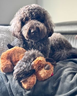Image post by @originalsnugglepuppy on Instagram