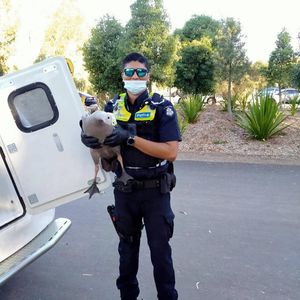 Image post by @victoriapolice on Instagram