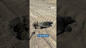 Video post by @kmphfox26 on YouTube