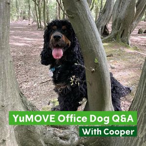 Image post by @yumove_usa on Instagram