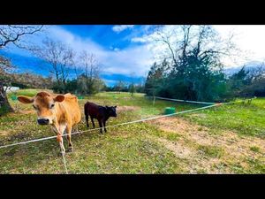 Video post by @BetterTogetherLife on YouTube