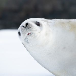Image post by @animalplanet on Instagram