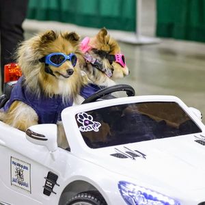 Image post by @NoviPetExpo on Facebook