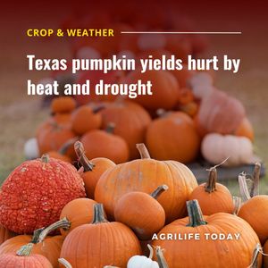 Image post by @txextension on Instagram