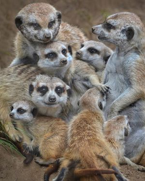 Image post by @sandiegozoo on Instagram