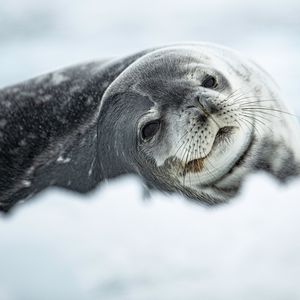 Image post by @bbcearth on Instagram