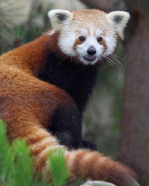 Image post by @sandiegozoo on Instagram