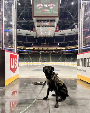 Image post by @mnwildpup on Twitter