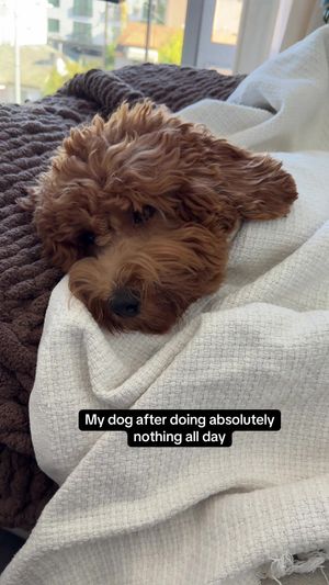 Video post by @tedflixnchill on TikTok