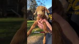 Video post by @wyffnews4 on YouTube