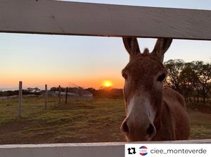 Image post by @cieestudyabroad on Instagram