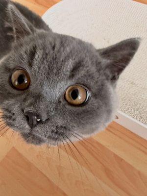 Image post by @frida.garfield on Instagram