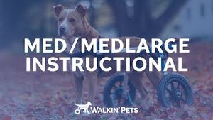 Video post by @walkinpets on YouTube