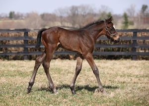 Image post by @juddmonte on Instagram