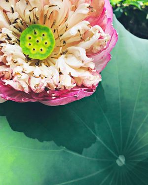 Image post by @kaylebhashbandara on Instagram