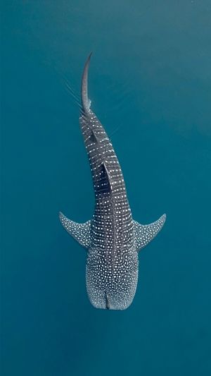 Image post by @bbcearth on Instagram