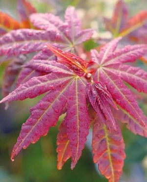 Image post by @ahs_gardening on Instagram