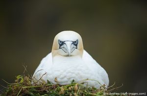 Image post by @rspb on Instagram