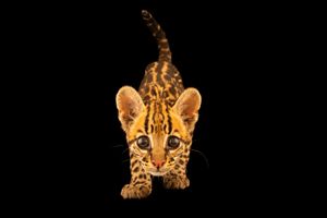 Image post by @natgeosociety on Instagram