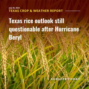 Image post by @txextension on Instagram