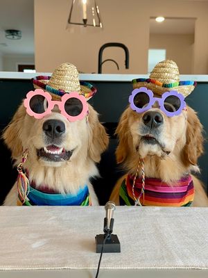 Image post by @pearl.the.golden.girl on Instagram