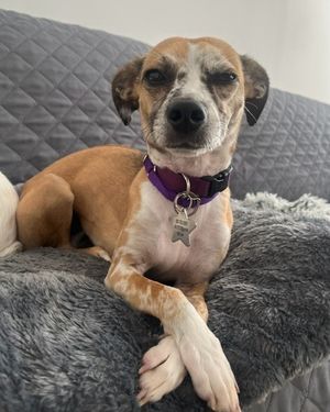 Image post by @heartsandbonesrescue on Instagram