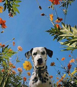 Image post by @solidgoldpets on Instagram