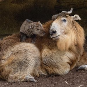 Image post by @sandiegozoo on Instagram