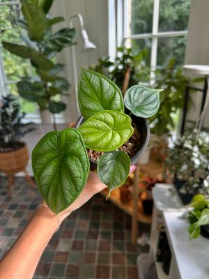 Image post by @reenasplants on Instagram