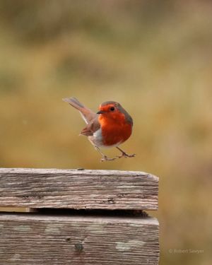 Image post by @rspb on Instagram