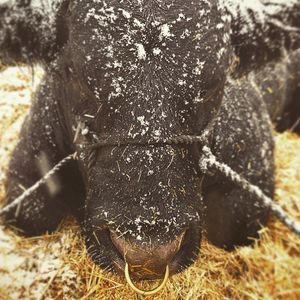 Image post by @nationalwestern on Instagram