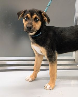 Image post by @spokhumanesoc on Instagram