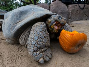 Image post by @sandiegozoo on Instagram