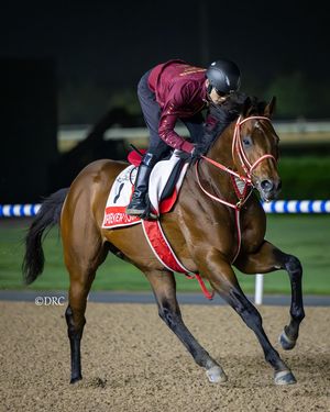 Image post by @thoroughbred_daily_news on Instagram