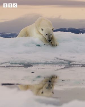 Video post by @bbcearth on Instagram