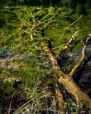 Image post by @cristan.nature.photography on Instagram