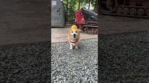 Video post by @hammyandolivia on YouTube