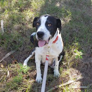 Image post by @suncoasthumane on Instagram