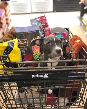 Image post by @Petco on Twitter