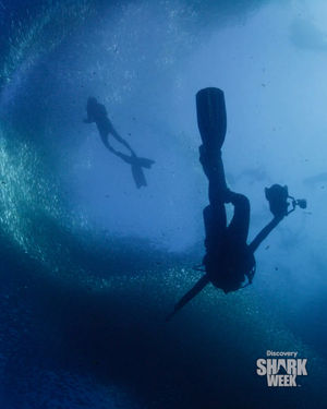 Image post by @sharkweek on Instagram