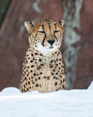 Image post by @thetorontozoo on Instagram