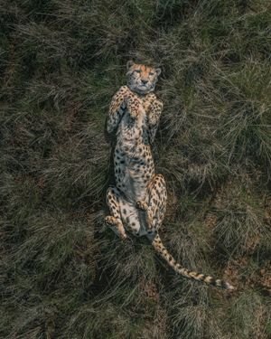 Image post by @discovery on Instagram
