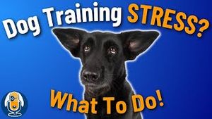 Video post by @dogsthat on YouTube