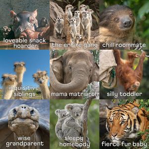 Image post by @sandiegozoo on Instagram