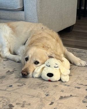 Image post by @originalsnugglepuppy on Instagram