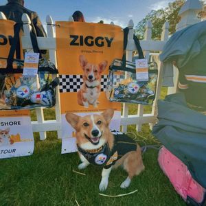 Image post by @ziggy_thecorg on Instagram