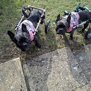 Image post by @walkinpets on Instagram